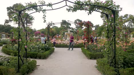 beautiful rose garden with fountain