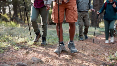 group of hikers in a forest