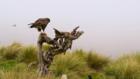 common buzzard protecting prey from birds sitting on tree trunk