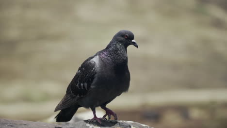 close up of dark pigeon sitting on rock and looking around, slow motion