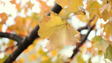 Beautiful-yellow-fall-autumn-leaves-blow-peacefully-in-the-wind