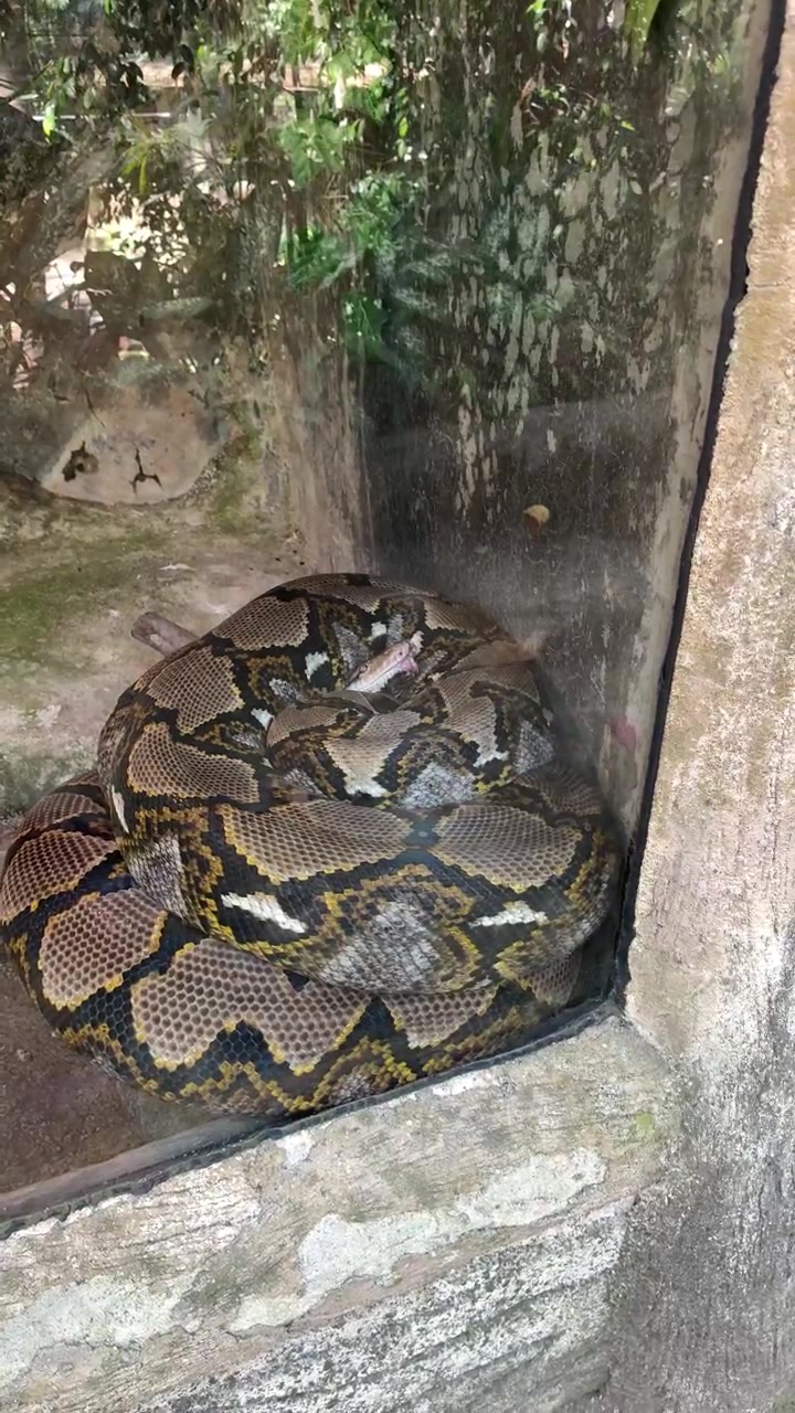 Large Reticulated Python Coiled Inside a Glass Enclosure