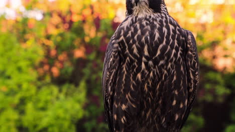 Rustic-falconers-glove-with-a-large-hawk-perched-on-top-of-it,-game-hawking