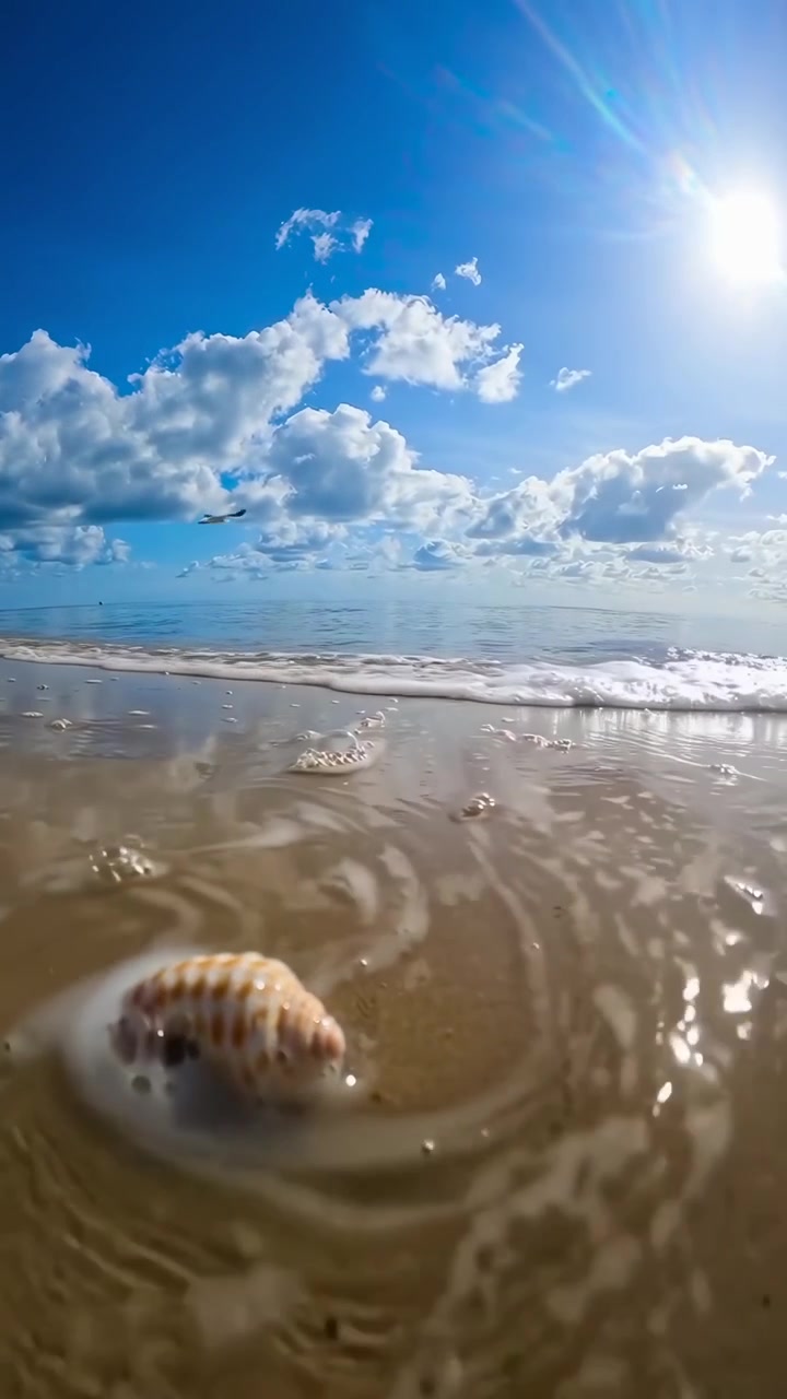Seashell on Sandy Beach with Gentle Ocean Waves