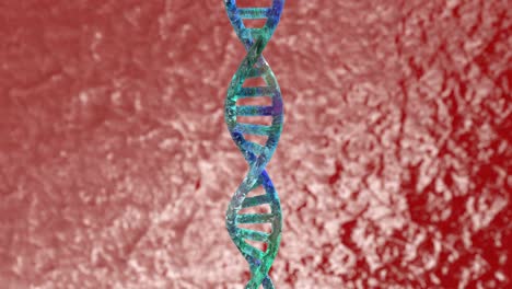 modelo estructural 3d de una doble hélice de adn. rotación en bucle aislada de una molécula de adn con espacio de copia o vacío alrededor para su texto o descripción.