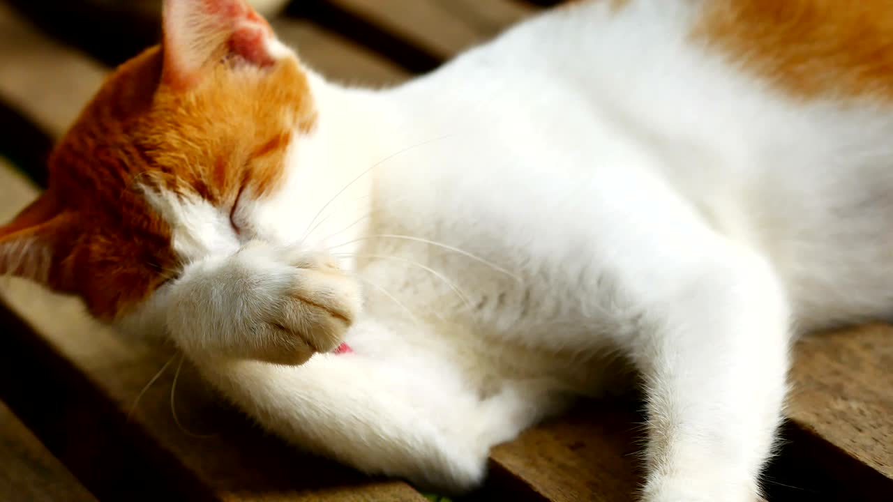 Baby cat licking Paws and fur to cleanning.