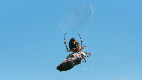 spinne auf einem netz gegen einen blauen himmel