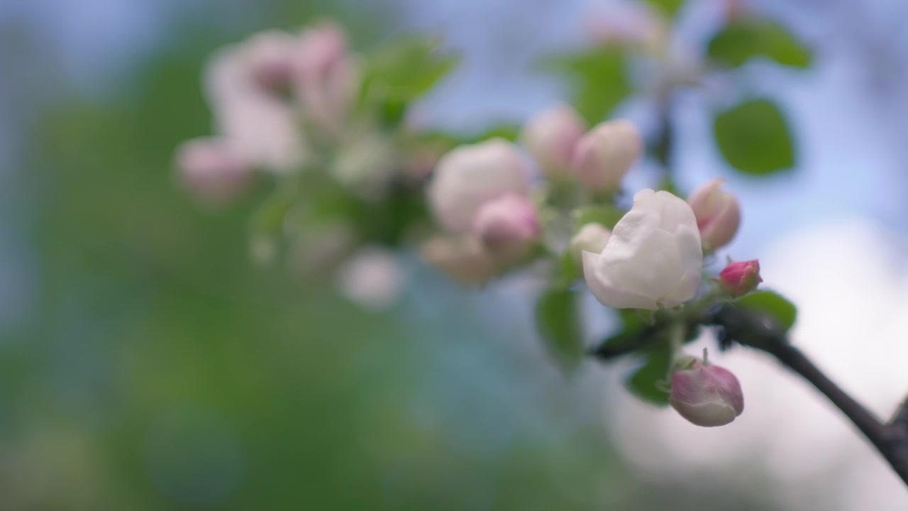 White and pink flowers of an apple tree blooming in spring