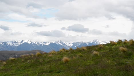 Hierba-De-Tussock-En-Una-Pendiente-Verde-Y-Exuberante-Frente-Al-Majestuoso-Paisaje-Montañoso-Cubierto-De-Nieve