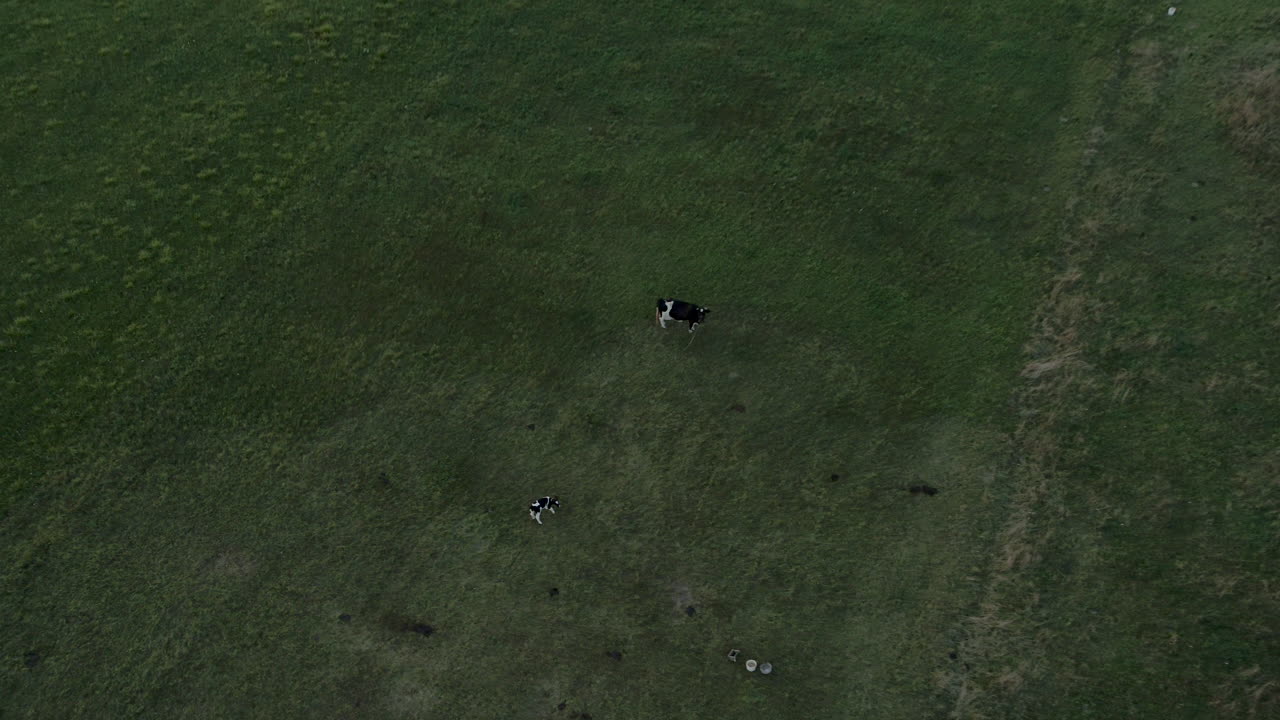 해질녘 들판에서 달리는 외로운 소와 송아지의 넓은 드론 샷