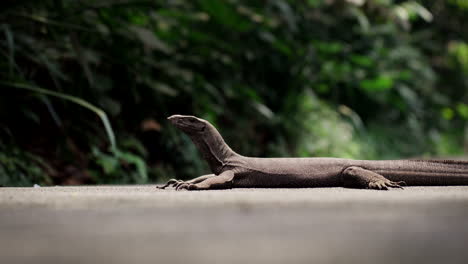 stationary patient reptile, skin of scales, long protruding neck, close-up