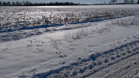 snowy field during winter on a sunny day with forest on the background