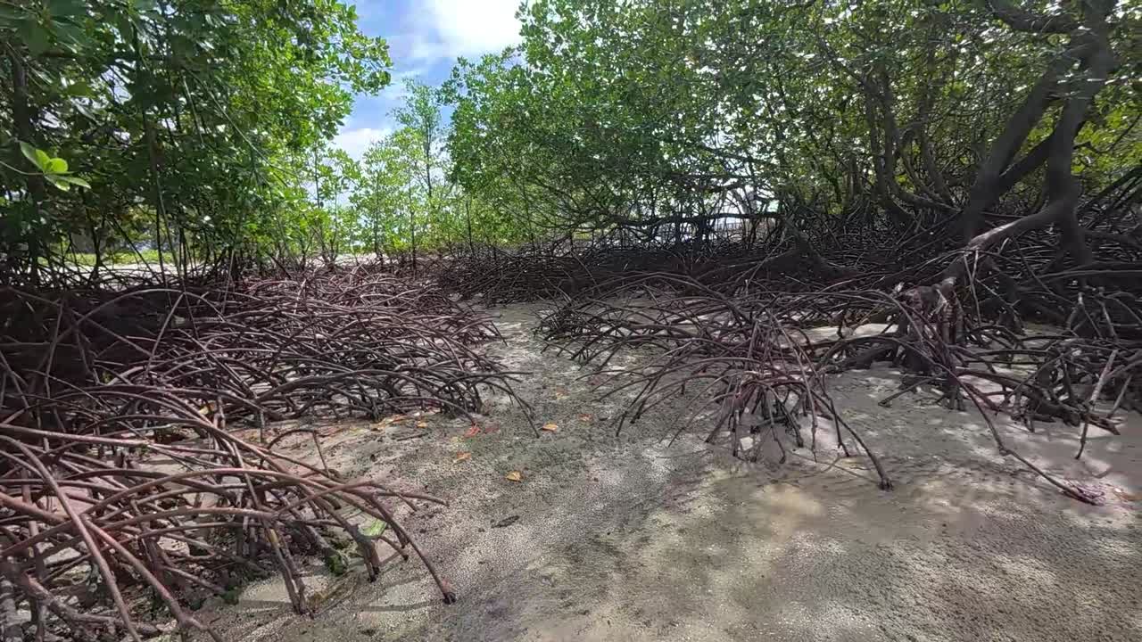 A tropical mangrove forest along a coastal shoreline, home to diverse wildlife and a natural barrier against coastal erosion.