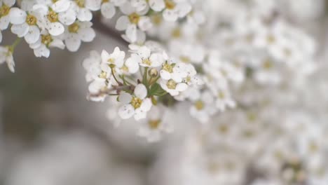 Delicate-small-flowers-in-closeup-with-selective-focus