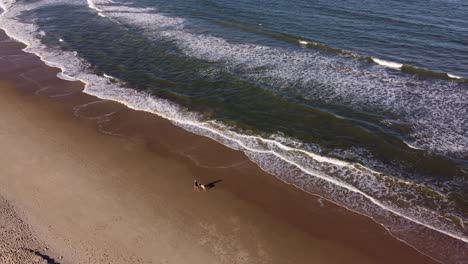 aerial tracking shot of woman walking with dog along coastal sandy beach with ocean waves in summer - playa grande,uruguay