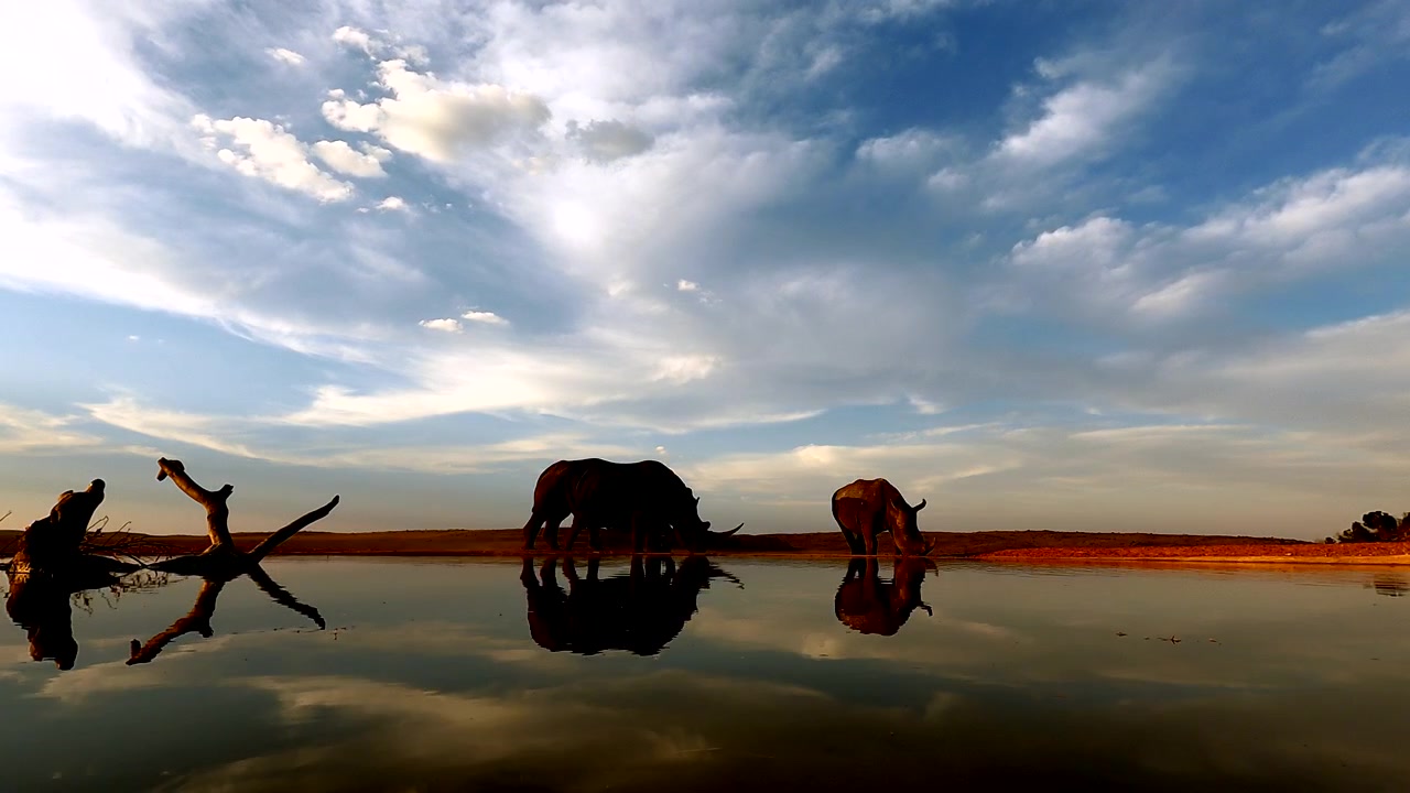 Pozza d'acqua naturale con riflesso di rinoceronti bianchi che bevono, time lapse a bassa angolazione
