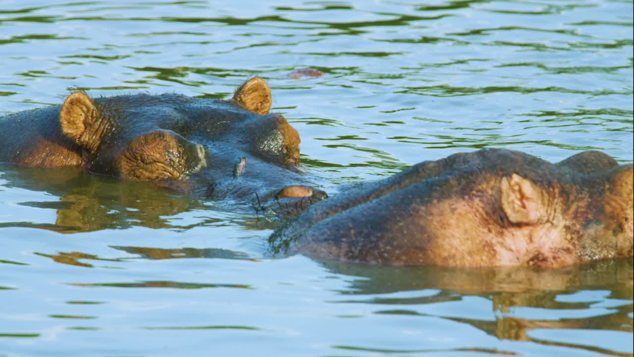 hipopótamo con los ojos cerrados durmiendo en aguas poco profundas a la luz del atardecer