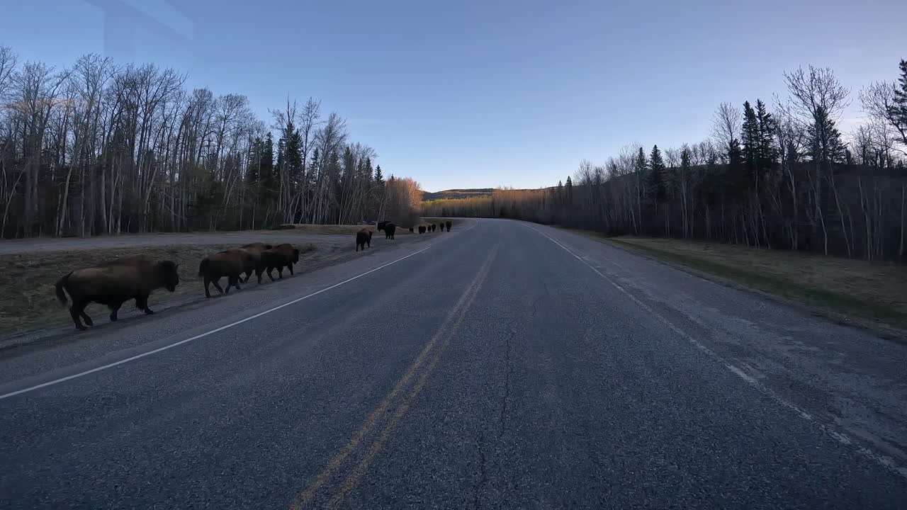 Small herd of Wood (or Mountain) Bison walking along Alaska Highway; in a boreal forest of northeast British Columbia in late evening in spring; concepts bovine herd, migration and wildlife