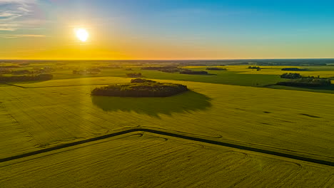 golden sunlight illuminated canola oilseed fields at sunset. aerial drone shot