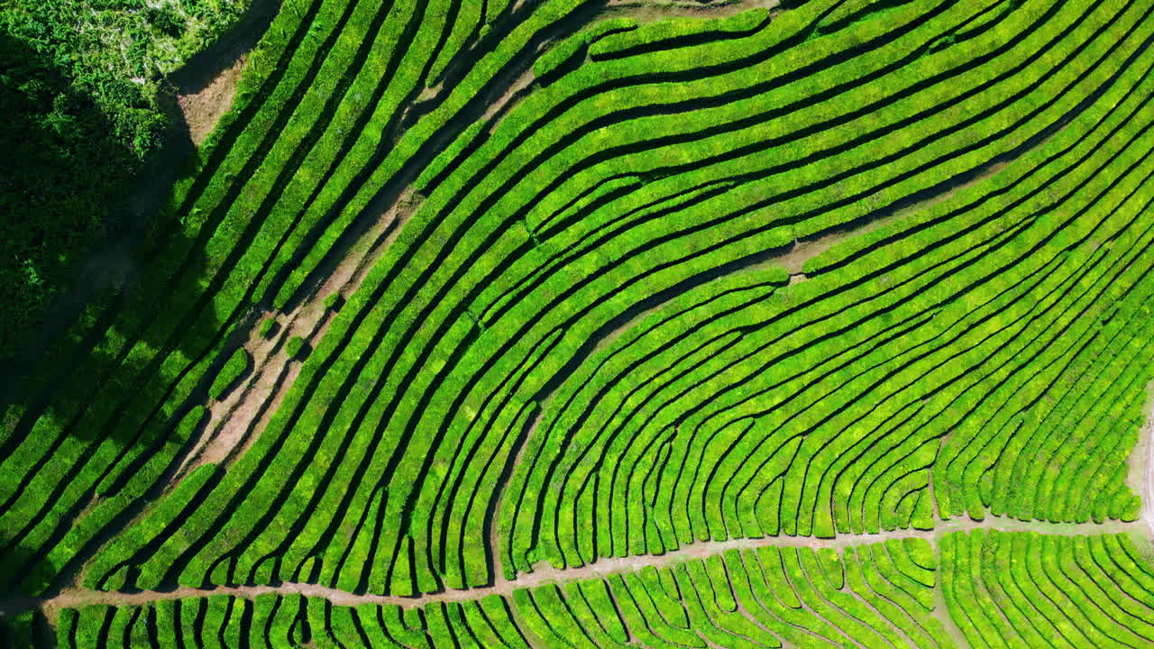летние плантации чая с дроном. зеленые кустарники, растущие на сельскохозяйственных холмах.
