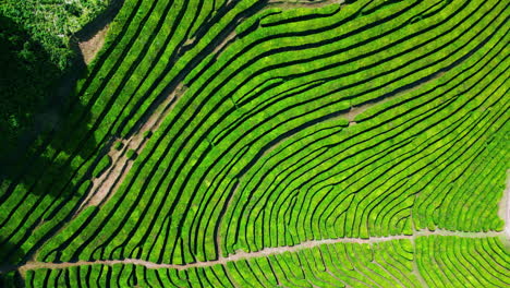 drones líneas de plantación de té de verano. arbustos verdes aéreos que crecen en las colinas agrícolas.
