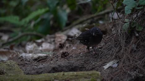 el sunda thrush es una especie de ave de la familia turdidae