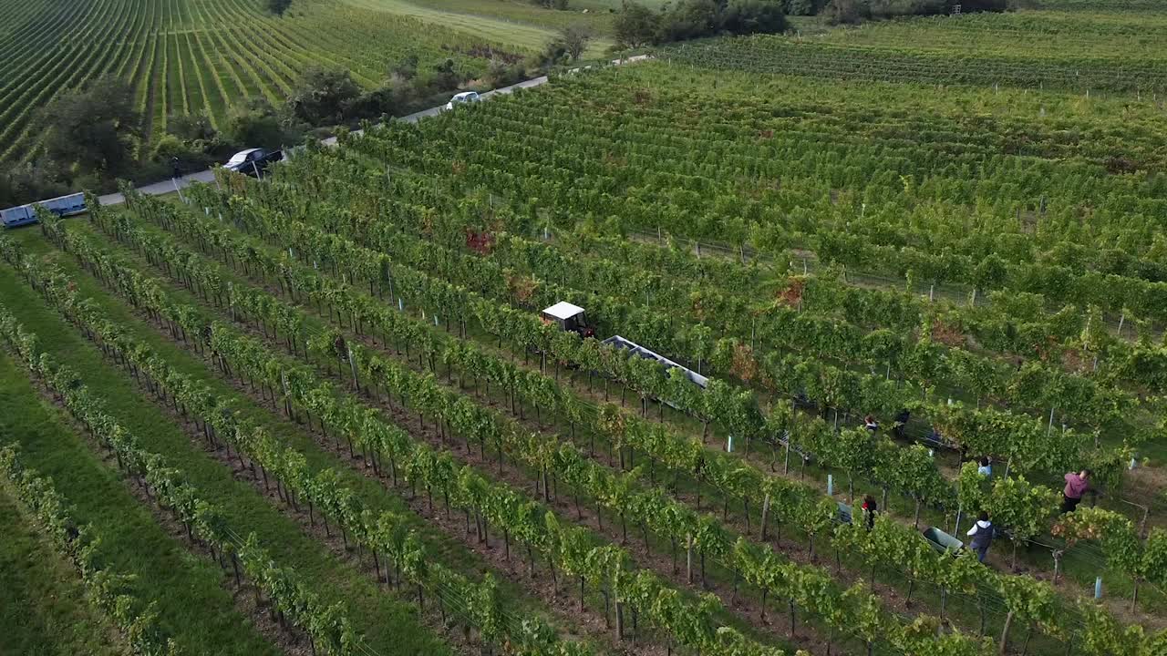 vuelo de drones sobre viñedos y gente cosechando uvas