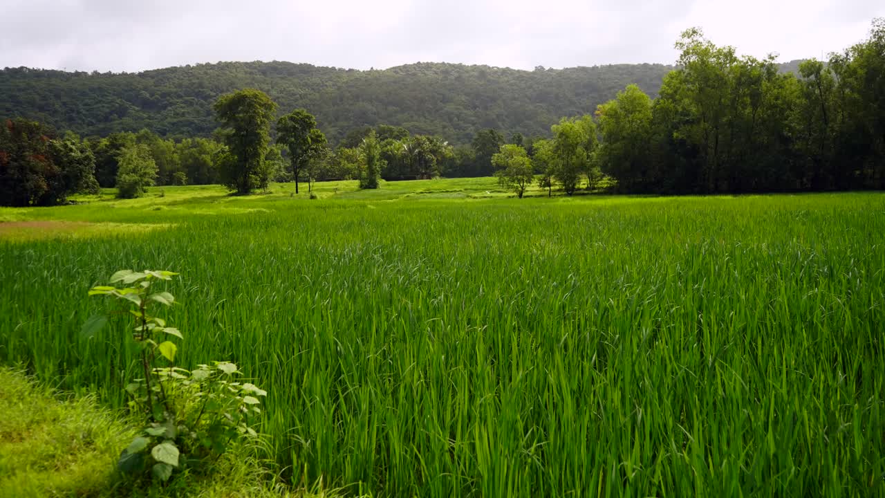 Risaie e montagna con tempo ventoso e piovoso, campo lungo