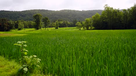 Campo-De-Arroz-Y-Montaña-Ventoso-Agua-Lluviosa-Posibilidad-Remota