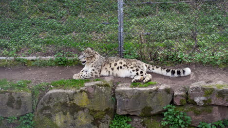 El-Leopardo-De-Las-Nieves-Se-Relaja-En-Un-Recinto-De-Animales