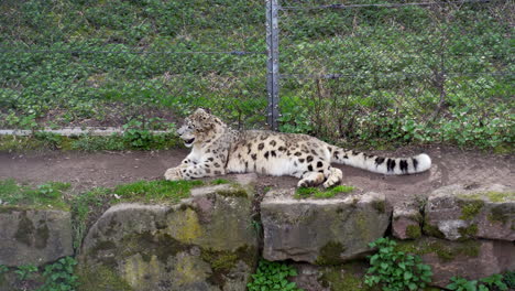 el leopardo de las nieves se relaja en un recinto de animales
