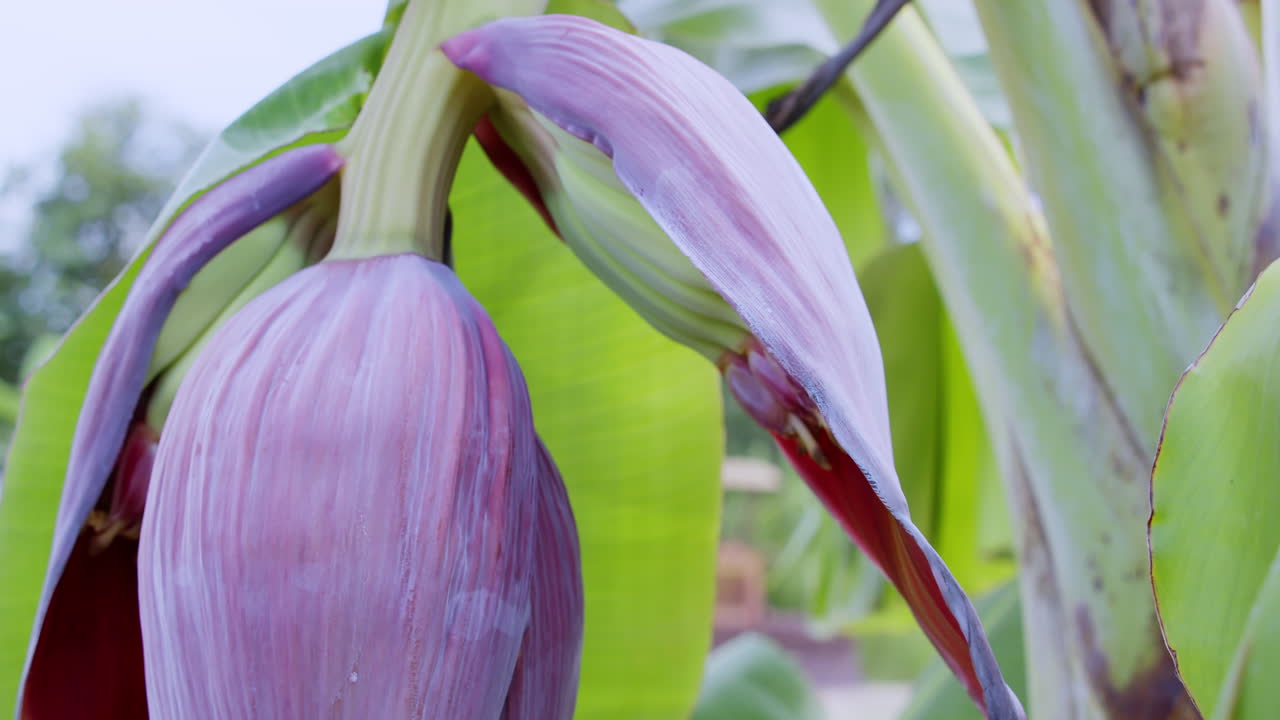 Explore beauty of banana blossoms thriving in a lush agricultural setting