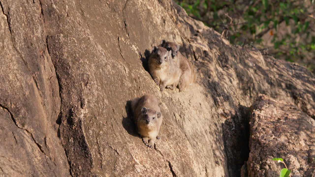 Three Rock Hyraxes sunbathing on a rocky outcrop in savannah