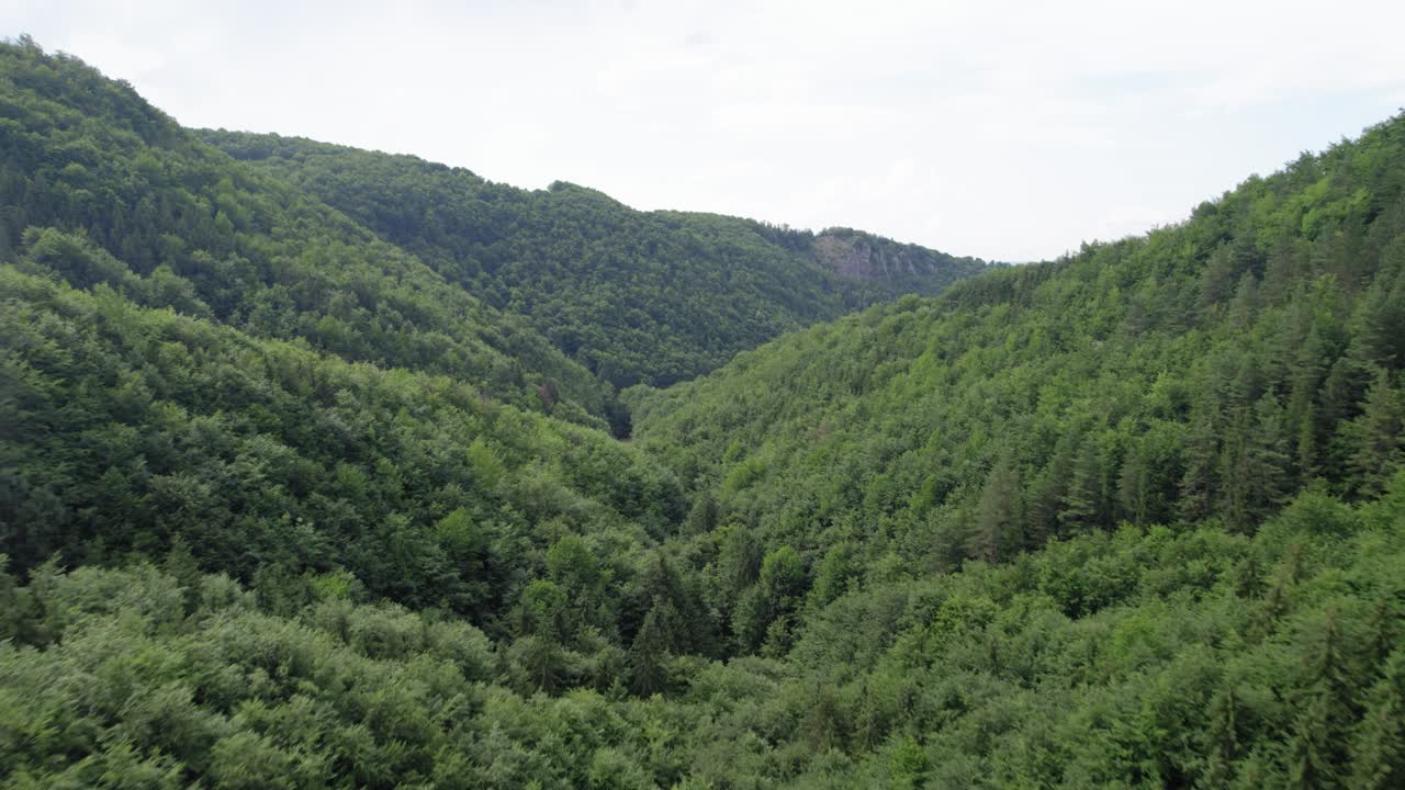 vuelo aéreo sobre el bosque de green luch durante un día soleado, valle