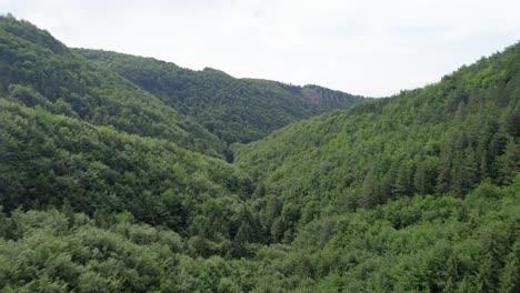 aerial fly over over green luch forest during a sunny day, valley