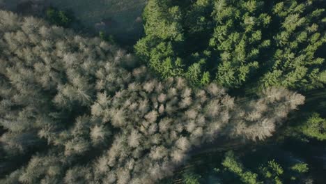 Disparo-De-Dron-Del-Bosque-Nórdico-Muerto-Vs-Saludable