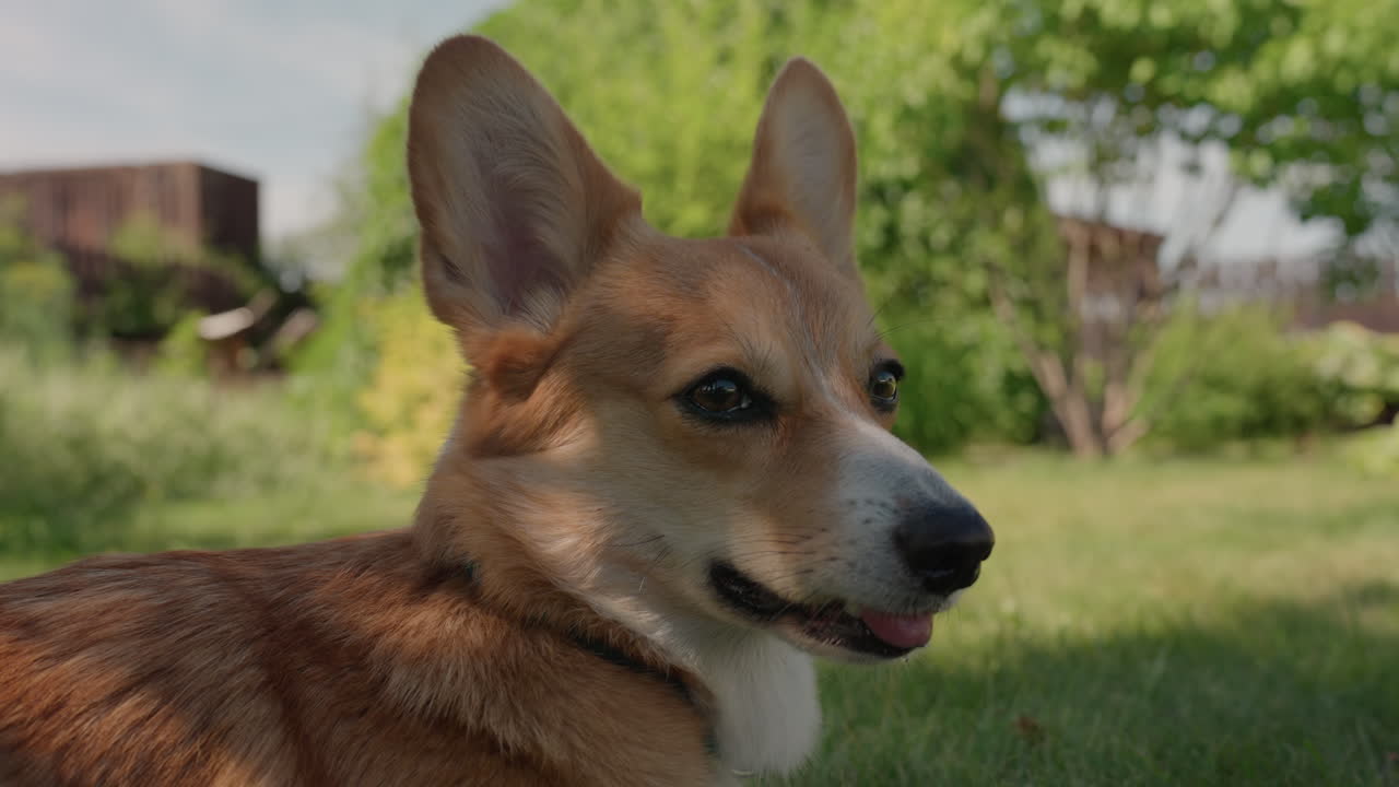 Corgi With Colorful Collar, Serene Corgi Captured With Vibrant Collar In Tranquil Outdoor Setting, Charming Dog Showcasing Teal Collar Amid Lush Greenery And Gentle Sunlight For Social Media Feature