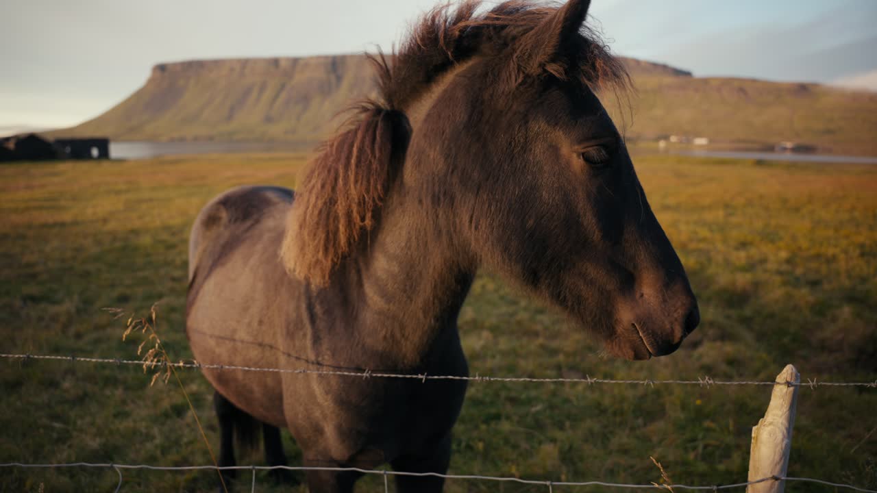 el pony marrón mira hacia la puesta de sol con un precioso acantilado verde en el fondo