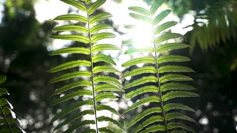 radiant sunlight filters through green fern leaves, creating a serene and natural atmosphere.