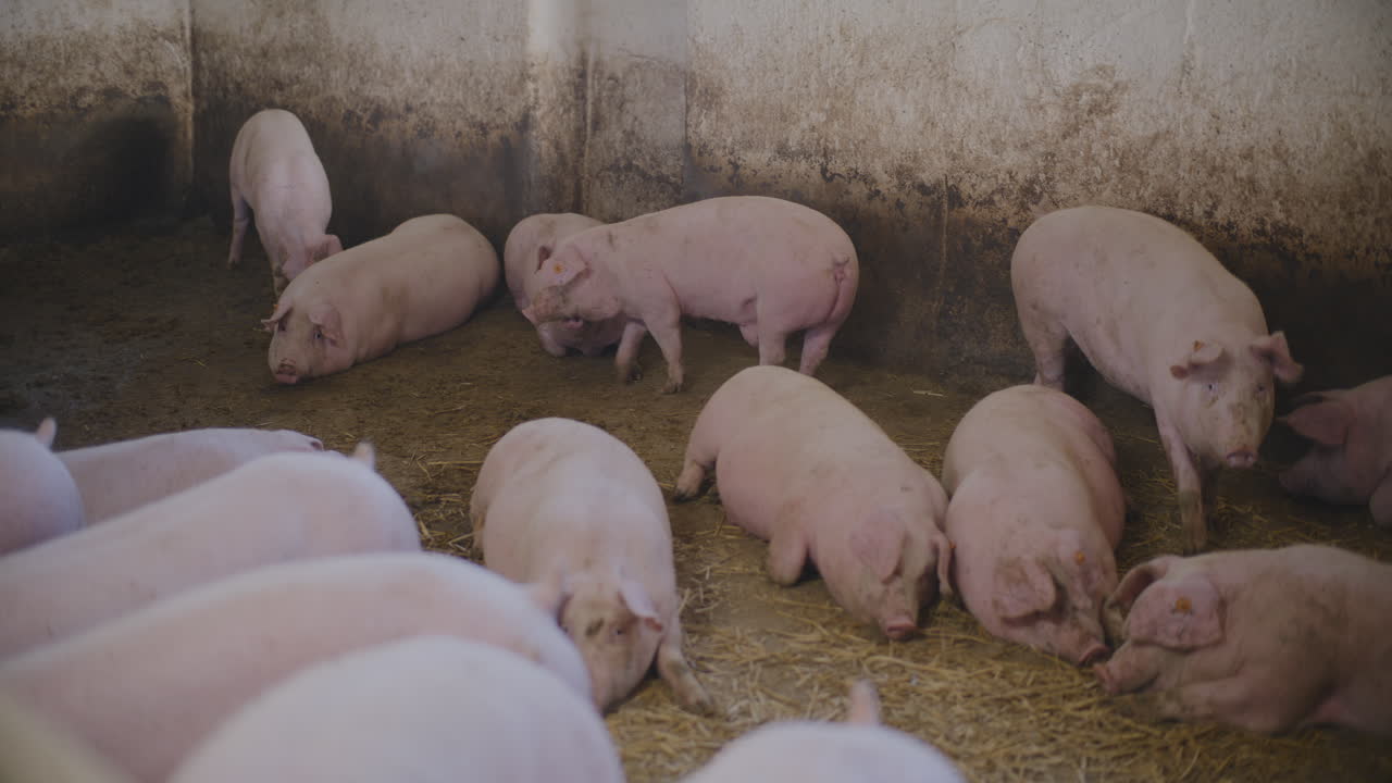 свиньи в фермерском загоне