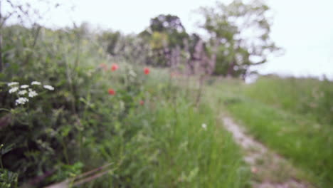 close up view of colorful wildflower in full blossom during spring morning meadow over natural botanical background along rural countryside