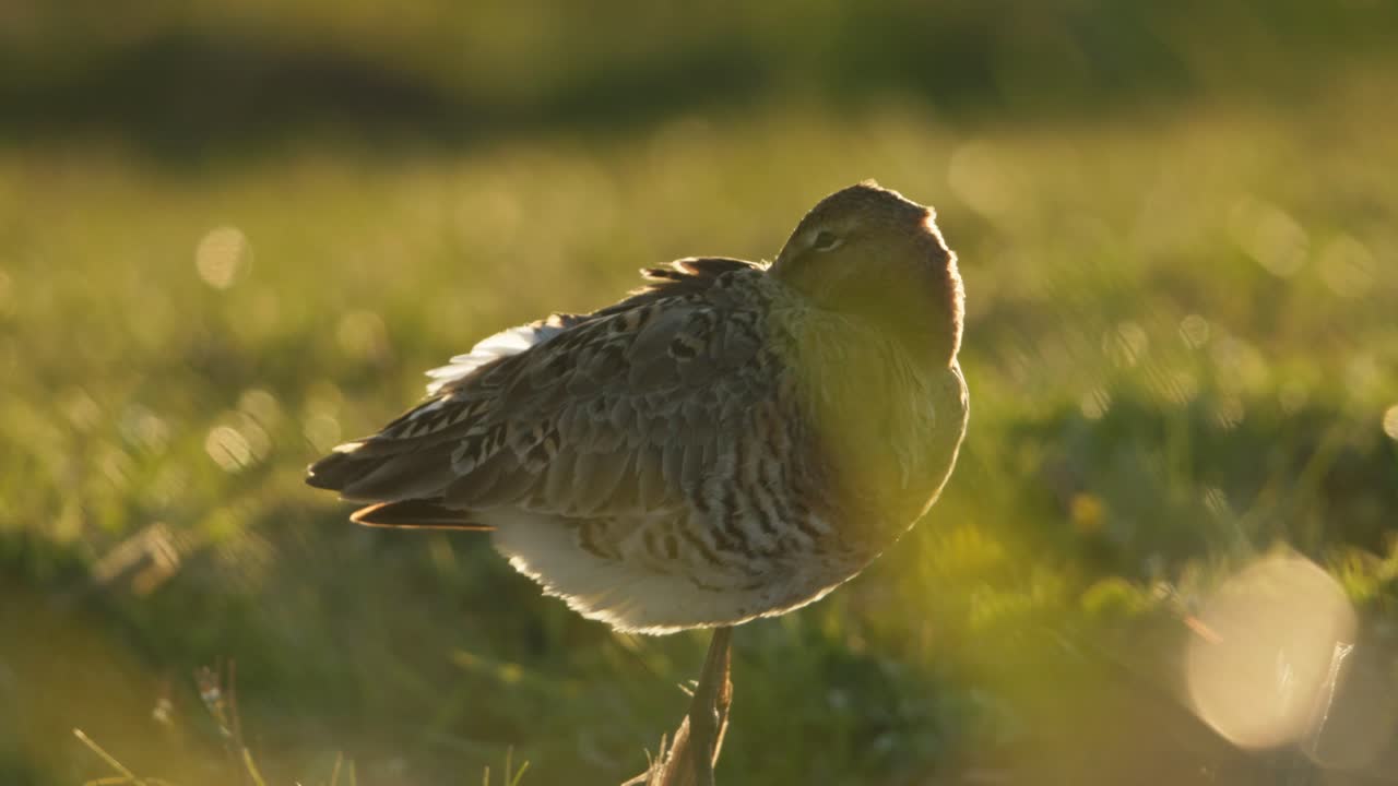 Common Greenshank in a Field at Sunset