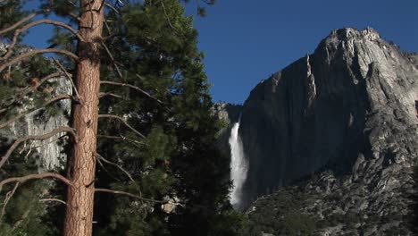 a spectacular view of a mountain waterfall in the distance and a pine tree in the foreground