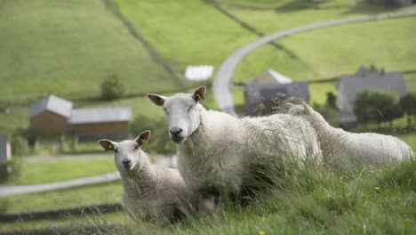 flock of sheep grazing on mountain meadow with small cozy village bellow