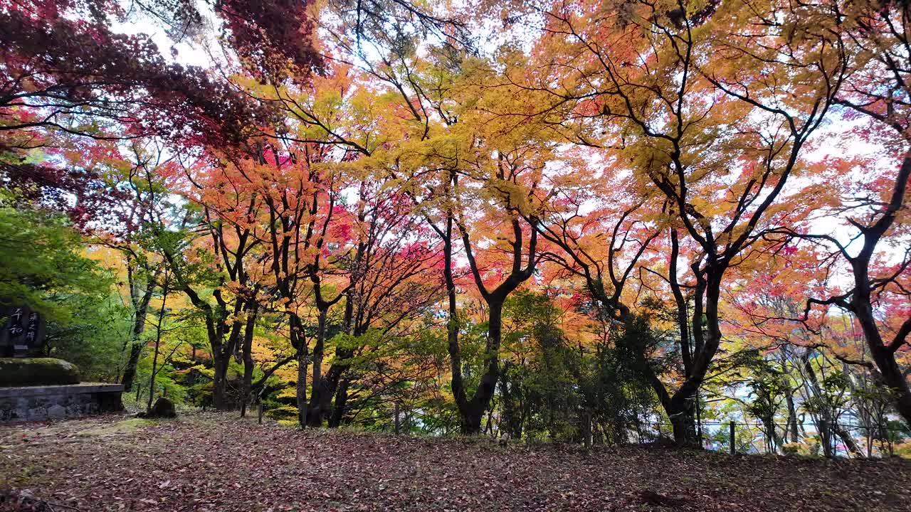 Bright autumn foliage in a serene Takayama park with peaceful natural beauty. POV push forward shot