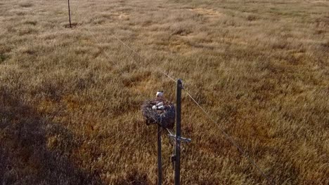 Slow-Motion-Aerial-View-of-Alentejo---Portugal:-Amidst-the-Grains---Exploring-Wheat-Fields-with-Nesting-Stork-Poles