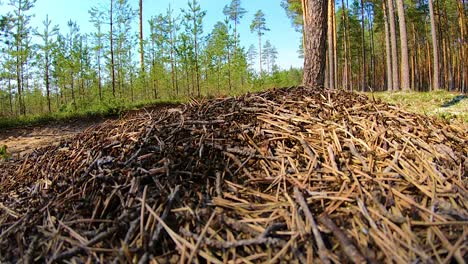 Anthill, small ants running around the camcorder
