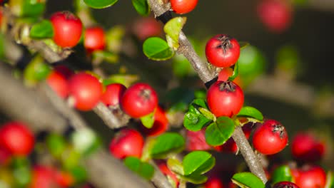 Büffelbeeren-In-Zeitlupe