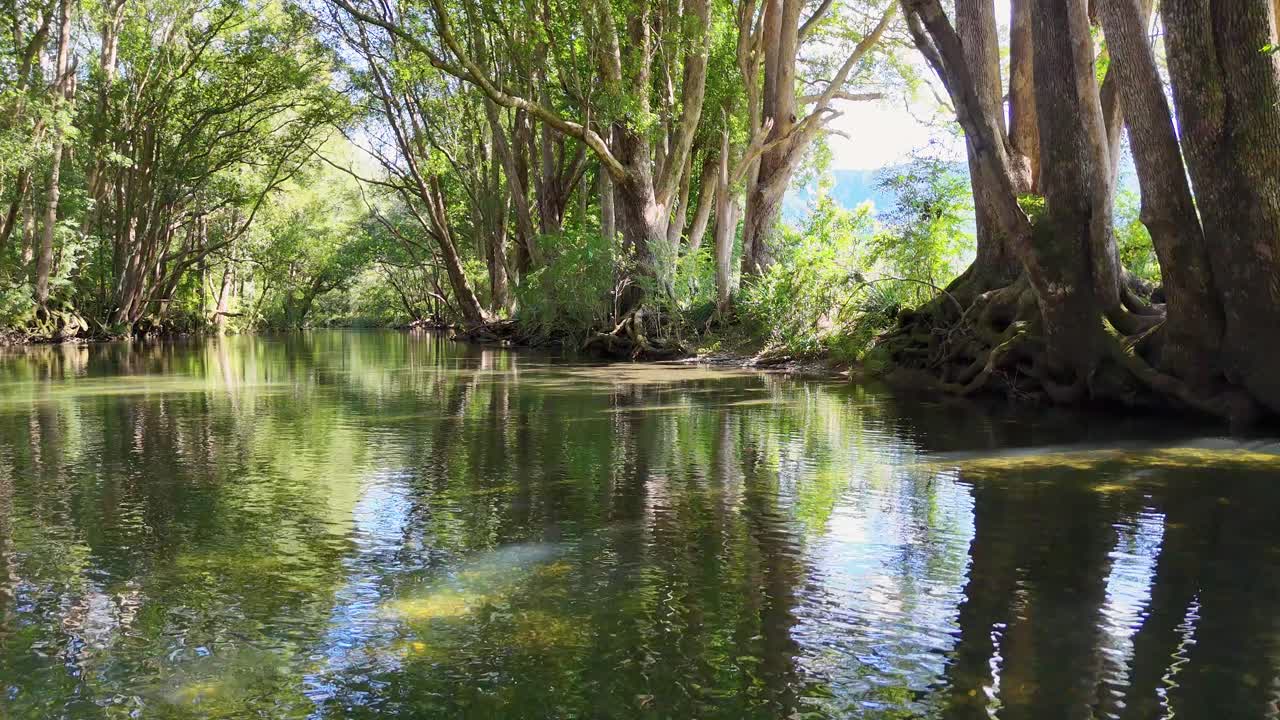A tranquil river meanders through dense, sunlit forest in Bellingen, NSW, Australia, showcasing vibrant greenery and clear reflections