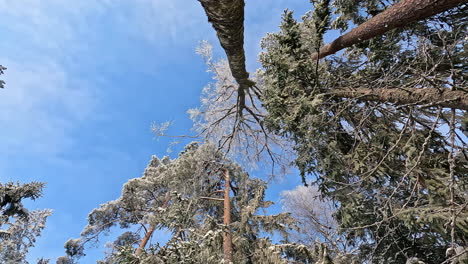 bottom up spin shot of snowy giant forest trees against blue sky in winter